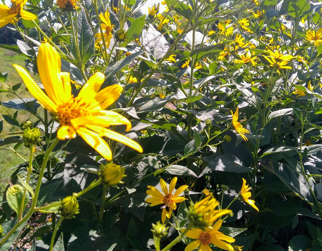 Flower essences are ideal for emotional support, and are a great supplement to care during the postpartum period