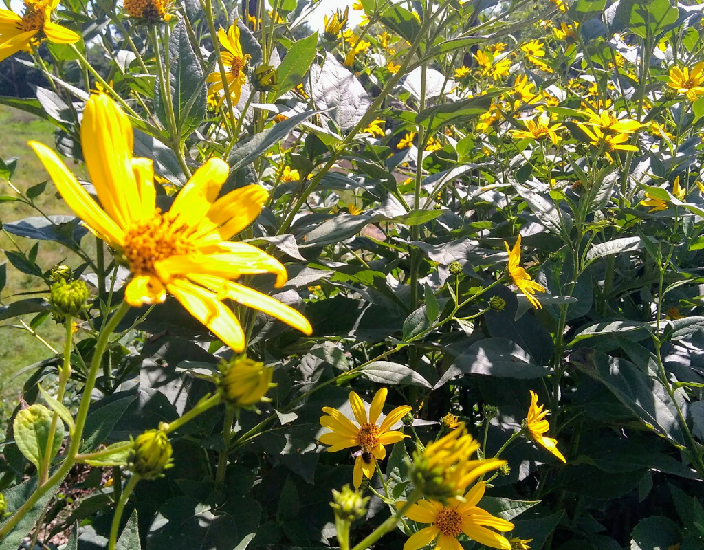 As essências de flores são ideais para o apoio emocional, e são um óptimo suplemento para cuidar durante o período pós-parto