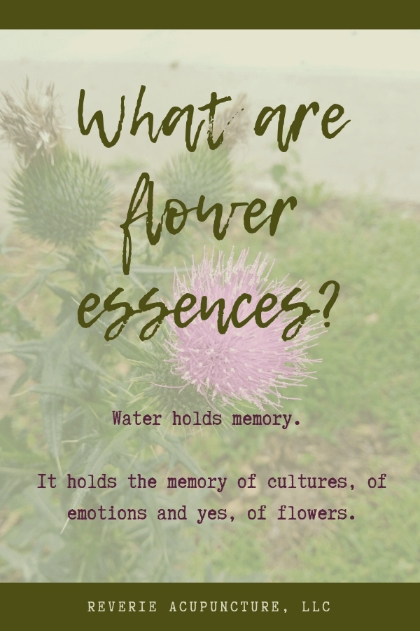 Flower essences are the memory of a flower - it's energetic imprint in water. This memory can help shift emotional and spiritual imbalances in ways more physical medicines can't. Click to read more or pin to save for later!