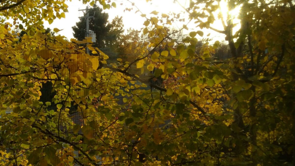 Check out these blogtober posts to understand more about how I approach women's health, acupuncture, doula work (and other birth work), herbalism and more!