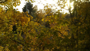 Check out these blogtober posts to understand more about how I approach women's health, acupuncture, doula work (and other birth work), herbalism and more!
