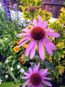 echinacea