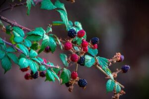 Single serving iced red raspberry leaf tea. Photo by Wahid Hacene via Pexels